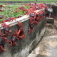 Red crabs are seen walking in a drain on November 23, 2021 in Christmas Island.